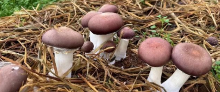 维多利亚老品牌vic(集团)官方网站