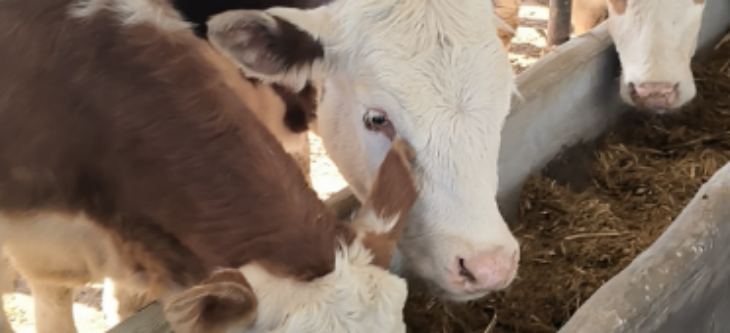 维多利亚老品牌vic(集团)官方网站